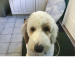 We love doggos!