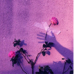 Roses & asethetic