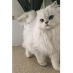 Misa_cat fan group!