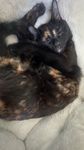 cwozykitty'