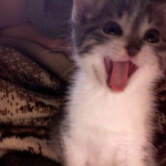/kittn paws Group Thumbnail