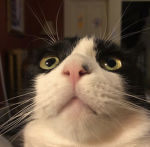 Kittycatty5212