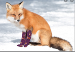 the_fox_in_your_socks
