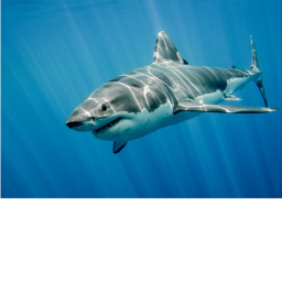 shark Snowclones jonthan