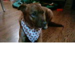 PUPP13S FOR EVR