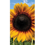 Sunflower/flower