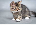 team felin