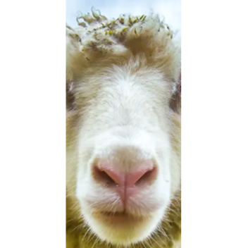 sheep fan club interview place