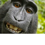 Monkey Team Gang
