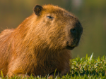CuTe CaPyBaRaS!