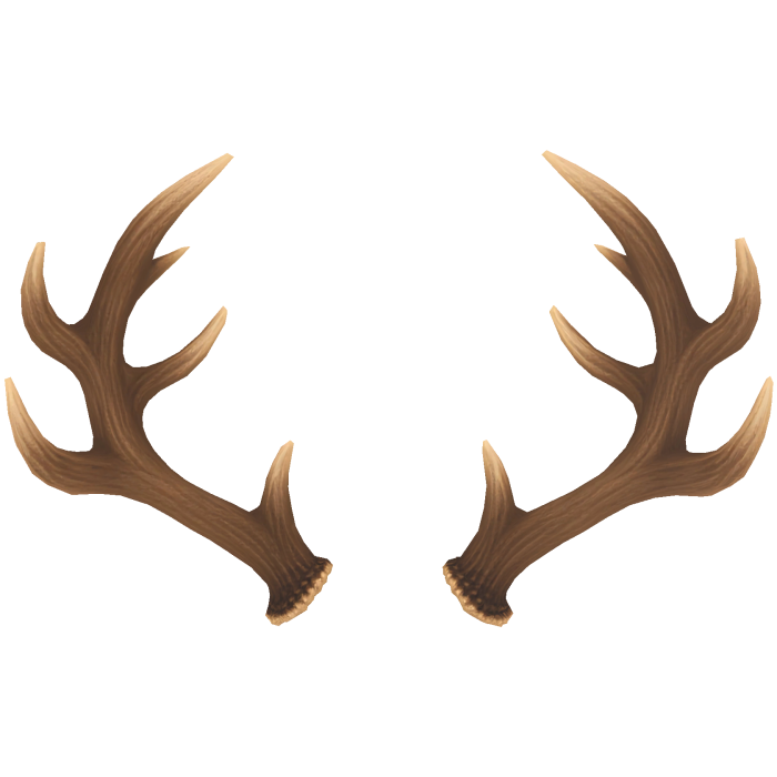 Deer Antlers