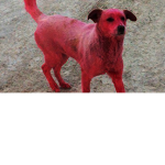 Red Dog Team