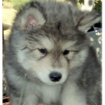 Fluffy wolf
