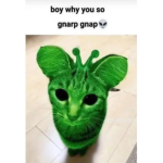 gnarpgnap