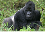 The Gray gorillas