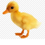 duck cIothing