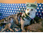 Mercenary Doggos