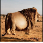 Fat lions!
