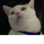 Tinto the cat