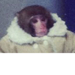 Monkey nerd ###