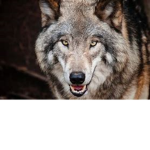 WolfyDab
