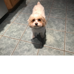 softie the dog squad