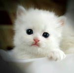 WHITE_CAT'S CREW