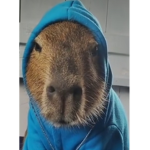 Capybara gruppe 1