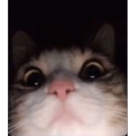 TR_DR