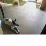 Can doges