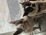 raze’s dog club