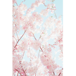 Blossom#
