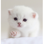 Cats Group-Stay Safe
