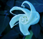 ~Celestial Faeries~