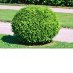 BUSH