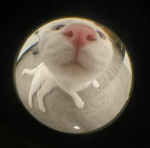 cat = yes