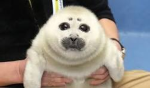 Seal cheap clothes