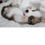 puppies&cats<3