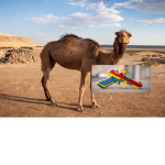 The Camel Gang