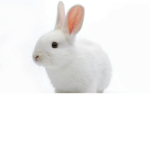 bazooka bunny