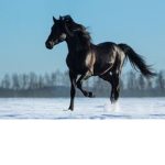 Team Horse for life