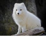 Aesthetic Arctic Foxes
