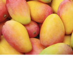 No mercy for mangoes