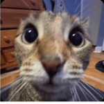 no_thx