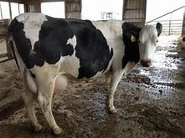 COW