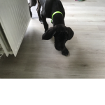 Puppy group brand new:)