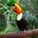 Toucan's Army