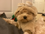 Lucky and bella Team