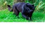 Black Panthers people (and black cat people) Group