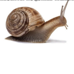 The Immortal Snail Cult